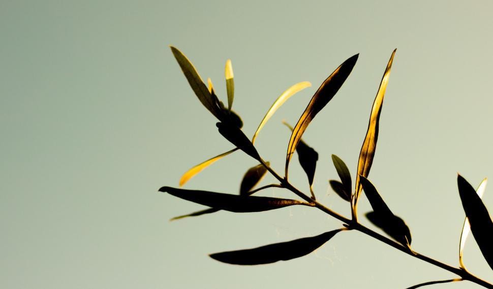 Olive branch